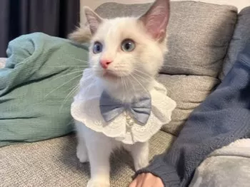 A.M 様のお迎えした子猫