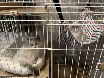 カサ 様のお迎えした子猫