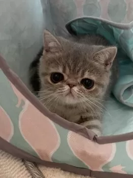 M.I 様のお迎えした子猫