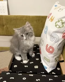 T.I 様のお迎えした子猫