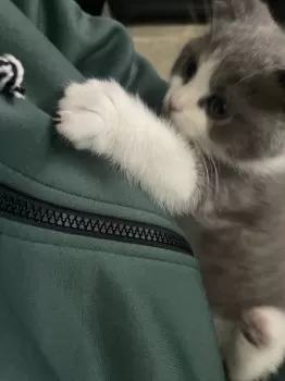 N.S 様のお迎えした子猫