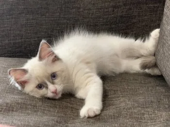 華兎 様のお迎えした子猫