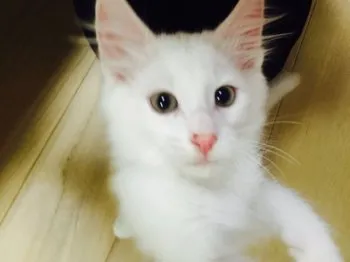もっちママ 様のお迎えした子猫