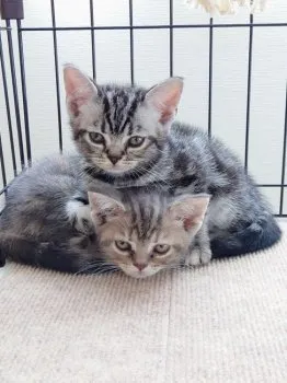 ケリーとミラー 様のお迎えした子猫