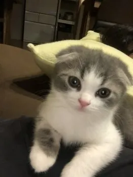 池田ムタ 様のお迎えした子猫