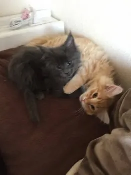 ブルーちゃん 様のお迎えした子猫