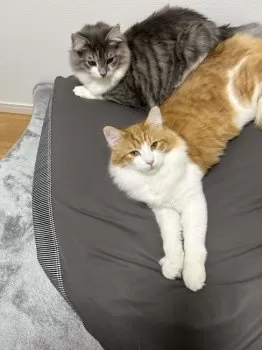 ミチル 様のお迎えした子猫