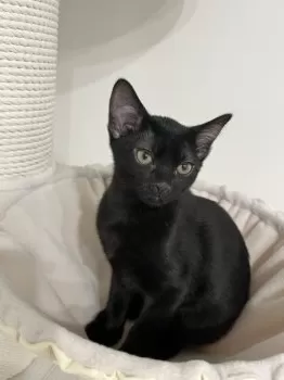 K.S 様のお迎えした子猫