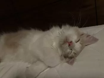 N.K 様のお迎えした子猫