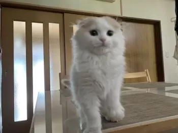 めい 様のお迎えした子猫