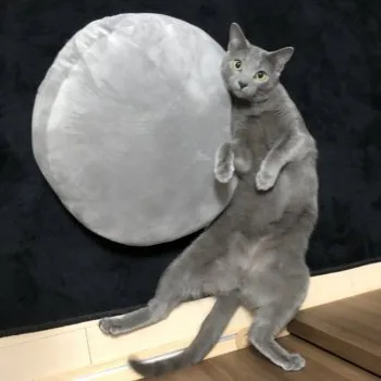 ちくわ 様のお迎えした子猫