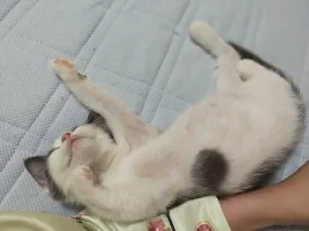 N.S 様のお迎えした子猫