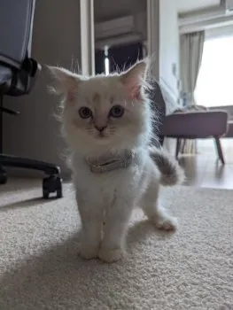 A.H 様のお迎えした子猫