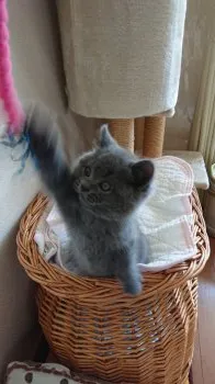 にゃんドアラ 様のお迎えした子猫