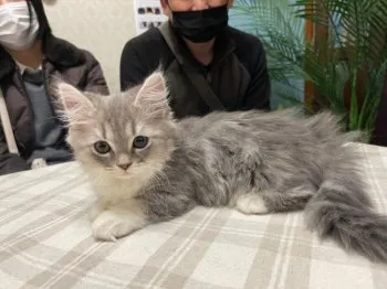 ハムにゃん 様のお迎えした子猫