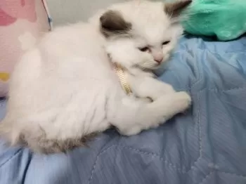 リン 様のお迎えした子猫