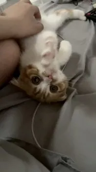 M. 様のお迎えした子猫