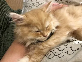 かおりさん 様のお迎えした子猫