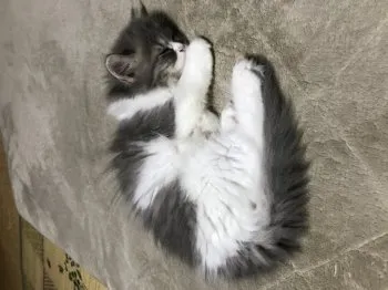 C Y 様のお迎えした子猫