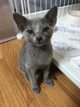 M.M 様のお迎えした子猫