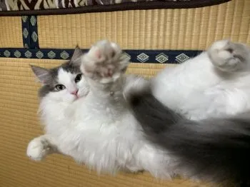 UMA 様のお迎えした子猫