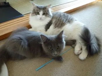 ぬま 様のお迎えした子猫