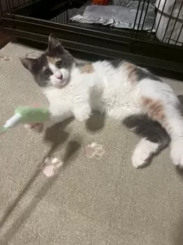 やす 様のお迎えした子猫