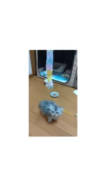 pokucoco 様のお迎えした子猫