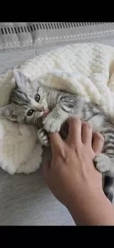 N.K 様のお迎えした子猫