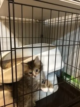 meerinまま 様のお迎えした子猫
