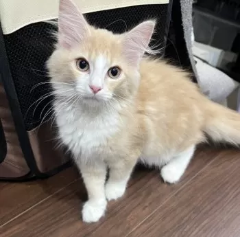 ito 様のお迎えした子猫