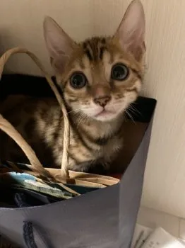 Y.S 様のお迎えした子猫