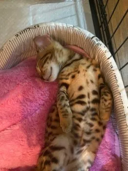 masayo 様のお迎えした子猫