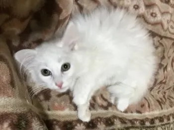 しんご 様のお迎えした子猫