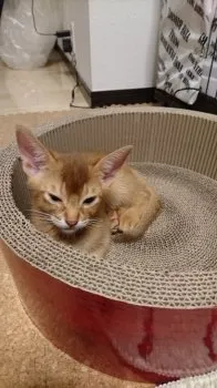 のりさん 様のお迎えした子猫