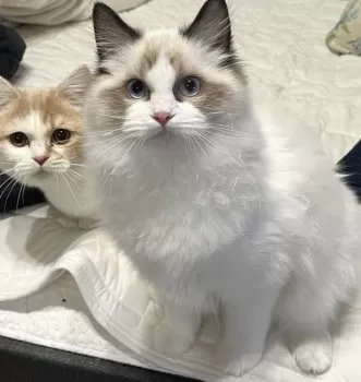 T.E 様のお迎えした子猫