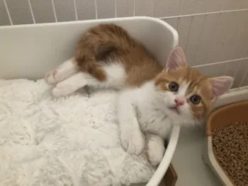 N.K 様のお迎えした子猫