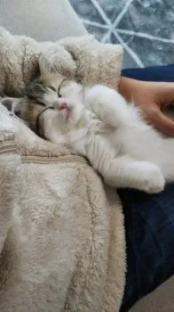 たま 様のお迎えした子猫