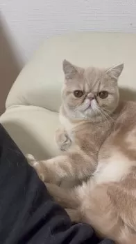 ウィリアム 様のお迎えした子猫