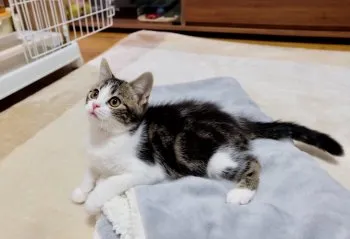 みけこ 様のお迎えした子猫