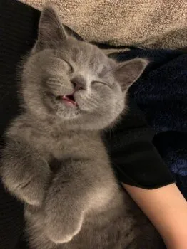 しほ 様のお迎えした子猫