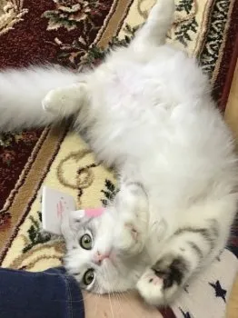 えりっち 様のお迎えした子猫