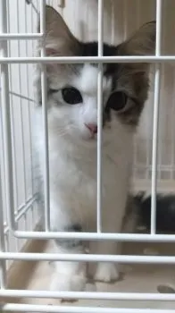 よこよこ 様のお迎えした子猫