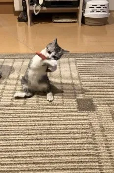 yuki taku 様のお迎えした子猫