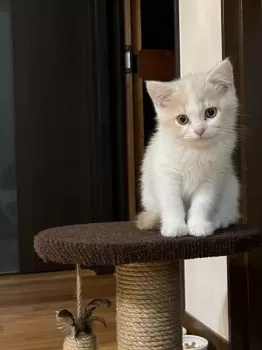 mayu 様のお迎えした子猫