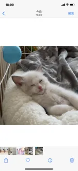 H.I 様のお迎えした子猫