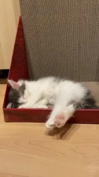 Y 様のお迎えした子猫