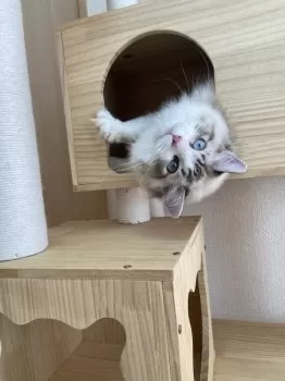 ハル 様のお迎えした子猫