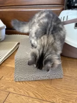 あきこ 様のお迎えした子猫