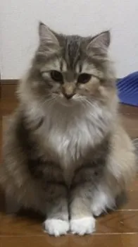 なーの 様のお迎えした子猫